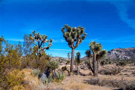 Joshua Tree National Park