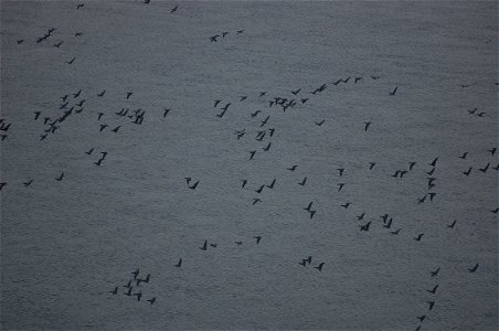 Brant at Izembek Lagoon