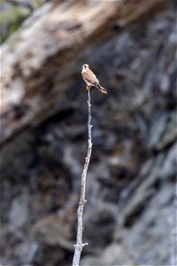 American Kestrel perched atop a snag photo