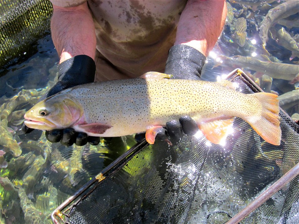 Cutthroat Trout