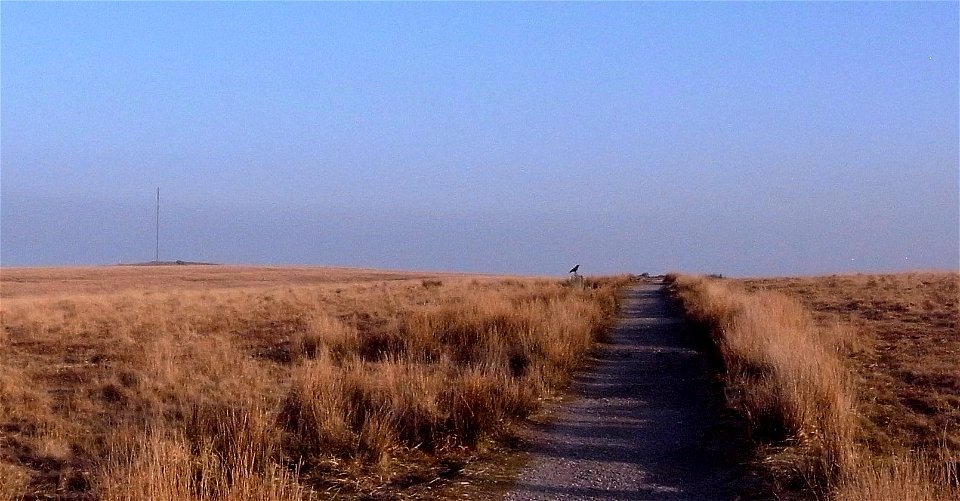 Carrion Crow / Raven, South Hessary Tor in distance, Transmitter, Princetown, Dartmoor National Park, Devon, UK . 23rd March 2022