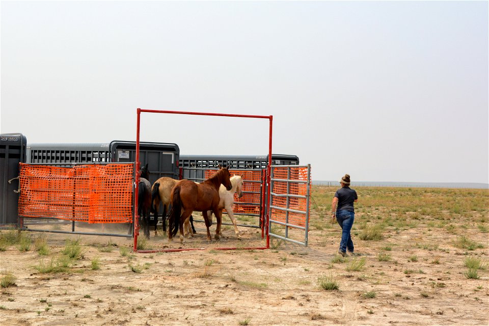 2021 Onaqui Herd Management Area