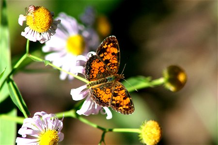 Pearl Crescent Butterfly