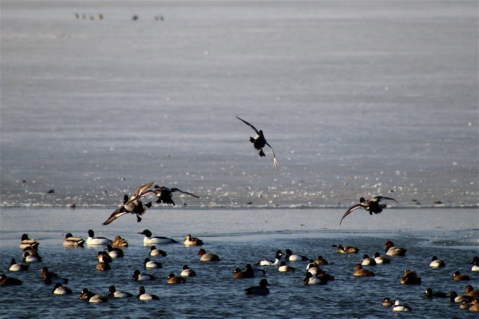 Waterfowl Lake Andes National Wildlife Refuge South Dakota