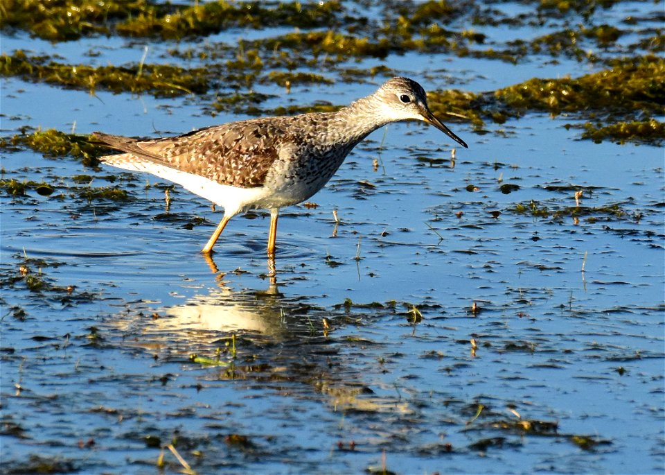 Greater yellowlegs at Seedskadee National Wildlife Refuge Wyoming