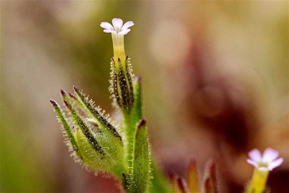 Microsteris gracilis var. humilior