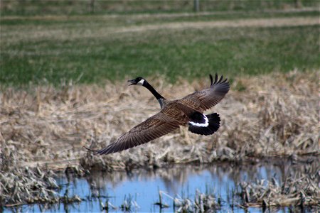 Canada Goose Nest Lake Andes Wetland Management District South Dakota photo