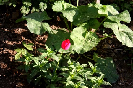 trandaf_rosumic2012_0419_174218