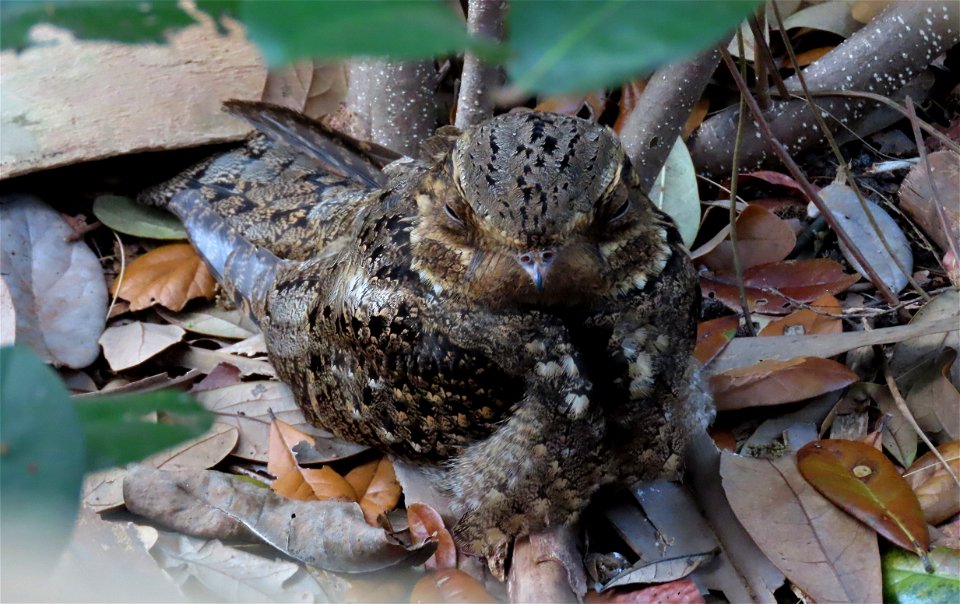 Chuck-will's-widow