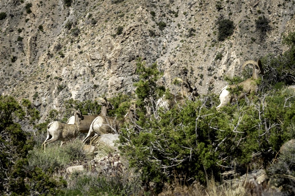 Desert Bighorn sheep (Ovis candensis nelsoni) near Keys View