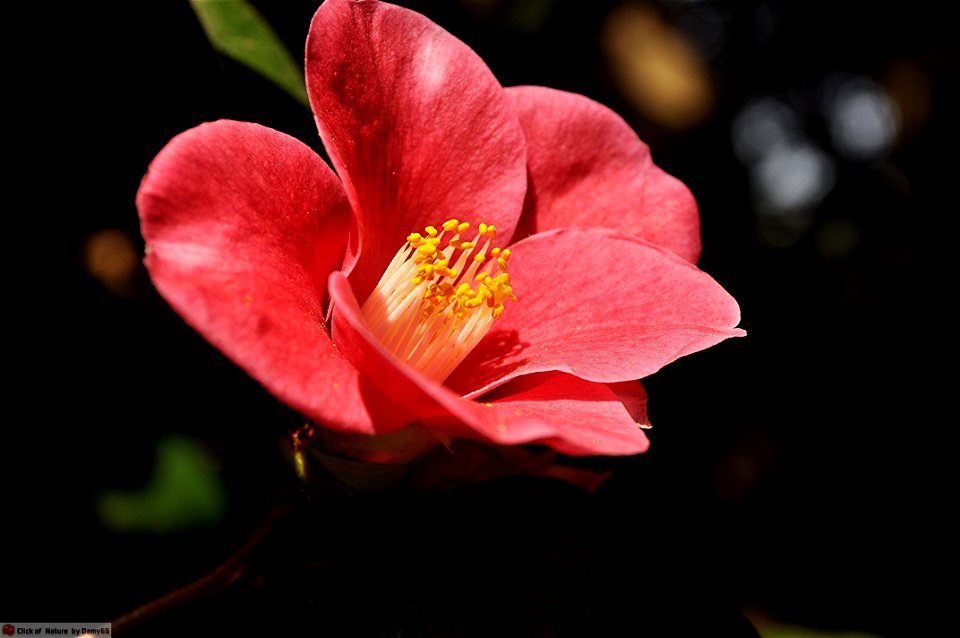 DAM2172 - Camelia japanensis