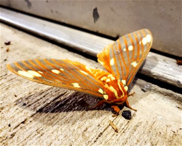 Regal Moth photo