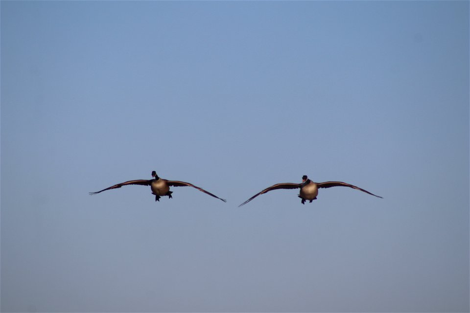 Canada Geese Flying Owens Bay Lake Andes National Wildlife Refuge South Dakota