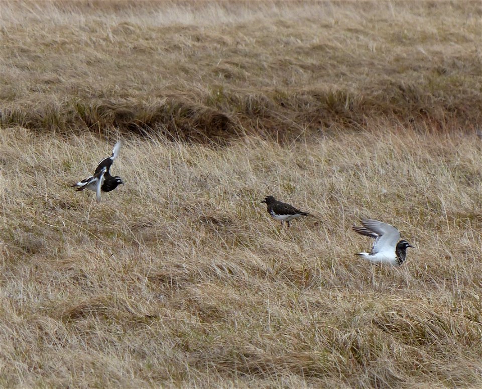 Black Turnstones photo