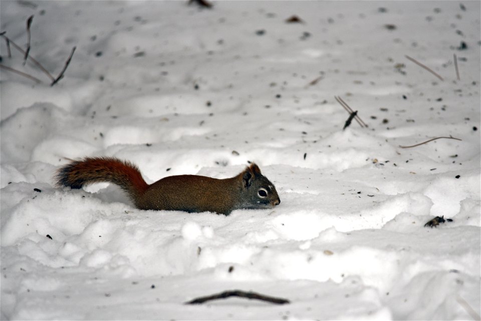 Red squirrel