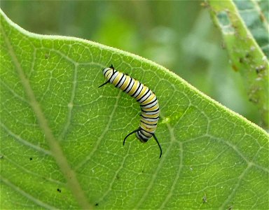 Monarch Caterpillar, Two Rivers National Wildlife Refuge in Illinois