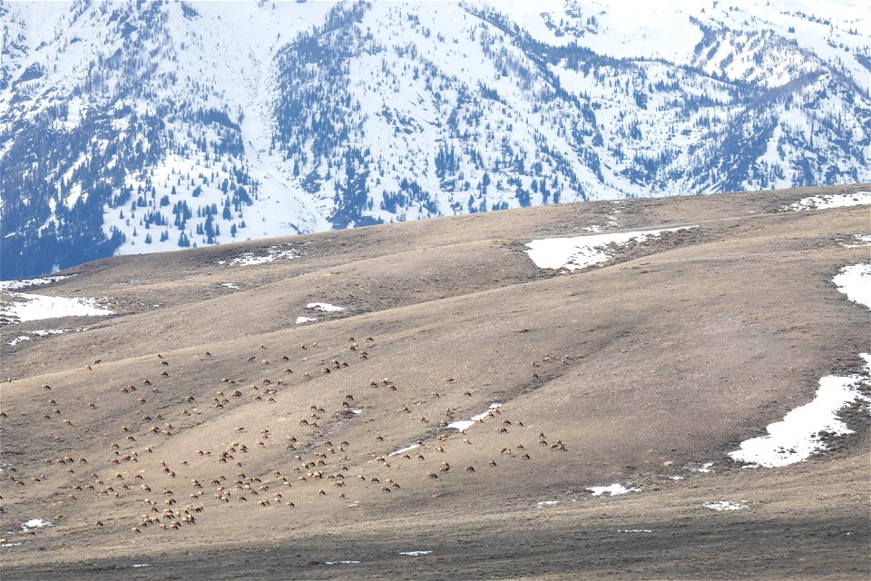 Wintering Elk on the National Elk Refuge