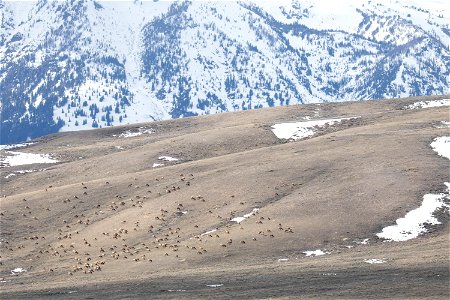 Wintering Elk on the National Elk Refuge photo