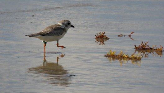 Piping Plover photo