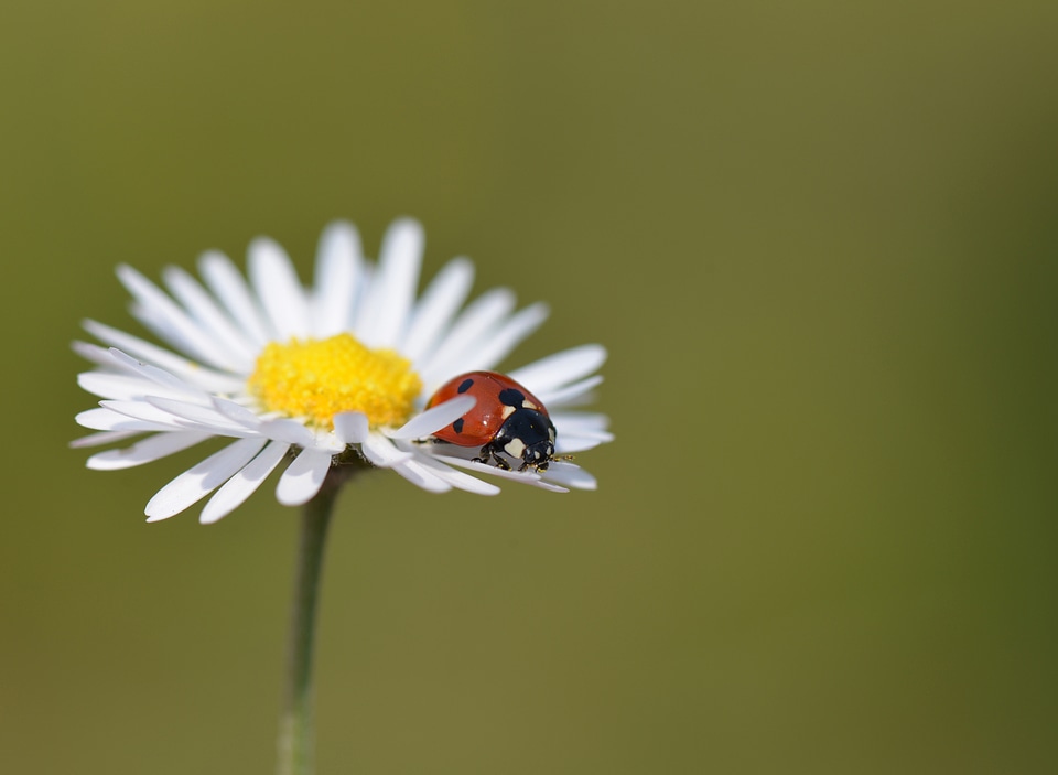 Macro marguerite flowers