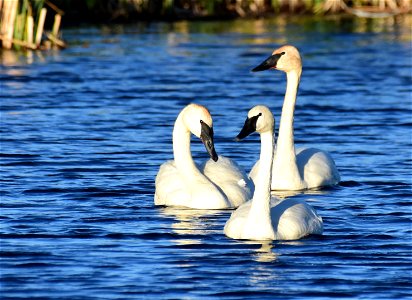 Trumpeter swan at Seedskadee National Wildlife Refuge