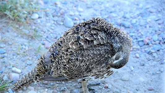 Greater sage grouse at Seedskadee National Wildlife Refuge