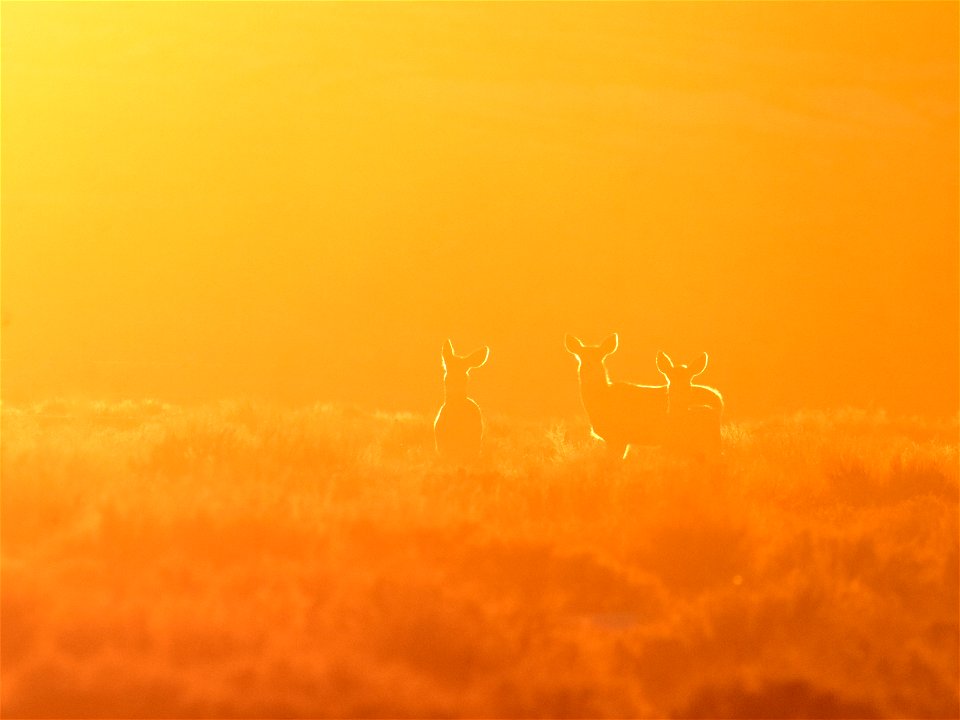 Mule deer at Seedskadee National Wildlife Refuge
