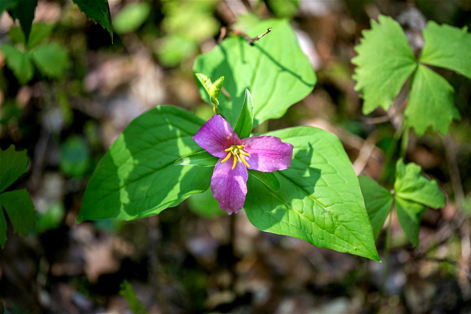 202304-Trillium by Amanda Brewer