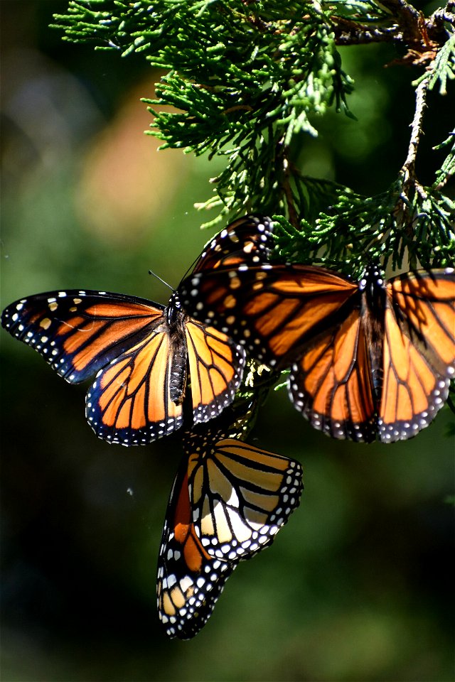Group of Monarchs Lake Andes Wetland Management District South Dakota