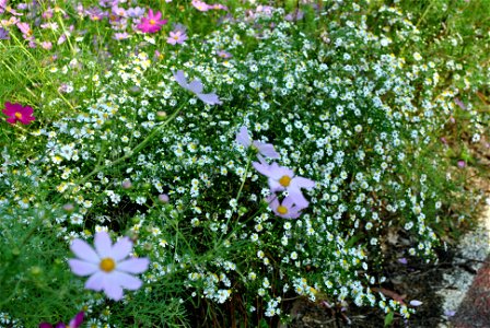 Cosmos Flowers photo