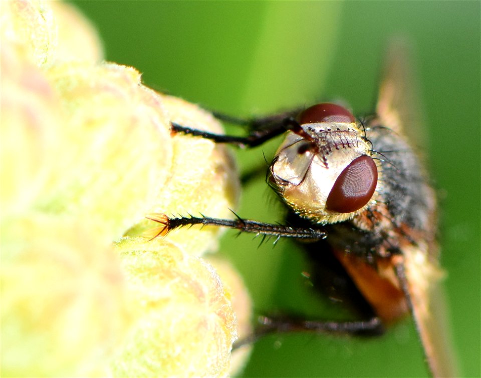 Bristle or Tachinid fly (Peleteria iterans)  at Seedskadee NWR Wyoming