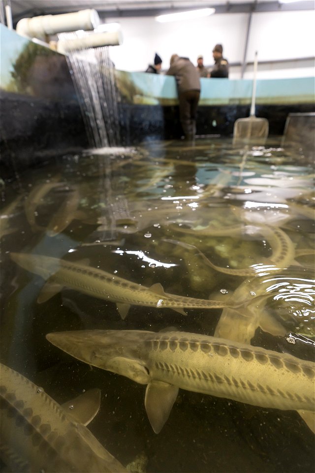 Working with Pallid Sturgeon photo