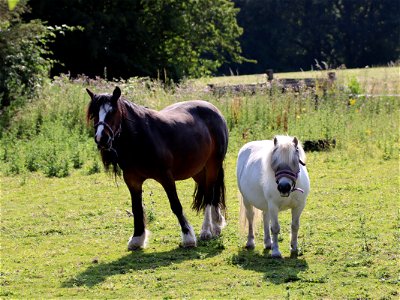 Little & Large Ponies photo