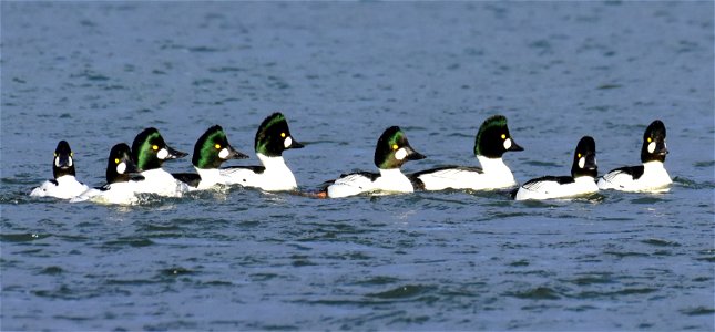 Common goldeneye at Seedskadee National Wildlife Refuge