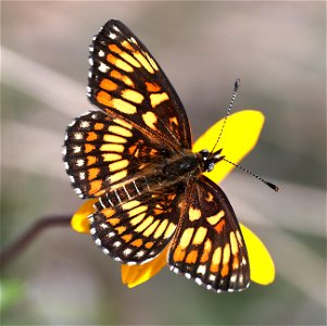 CHECKERSPOT, THEONA (Closyne theona) (02-18-2023) south texas ecotourism center, laguna vista, cameron co, tx -01