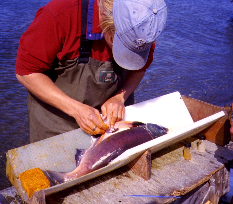 sockeye fishhlth
