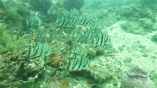 Batfish Schooling Taganga Colombia
