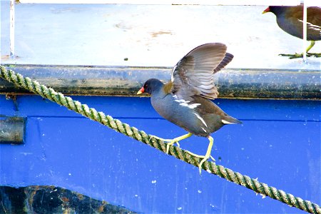 Tightrope Walker