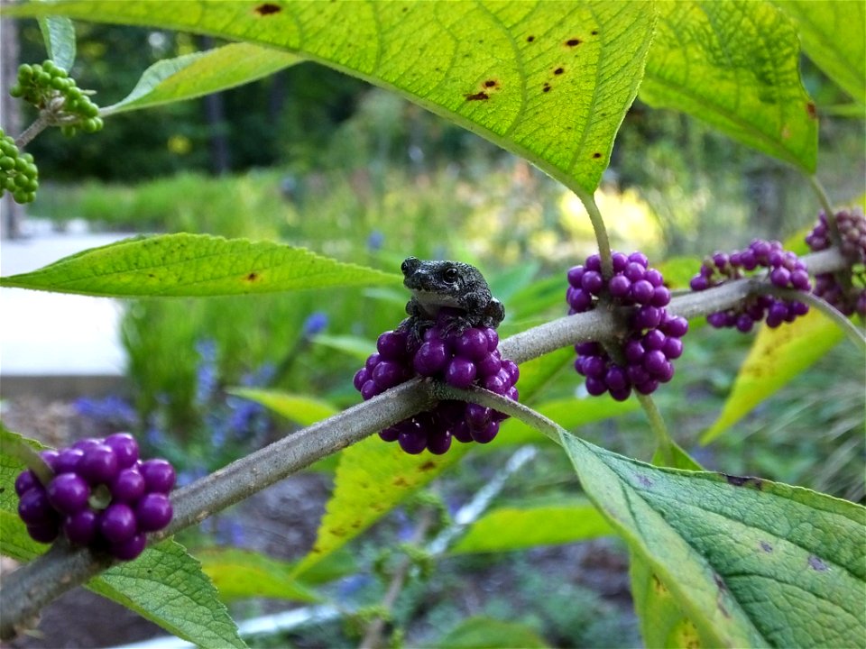 Berry cute tree frog!