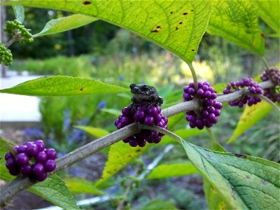 Berry cute tree frog! photo