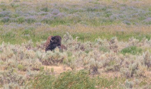 Bull bison and great blue heron near Slough Creek