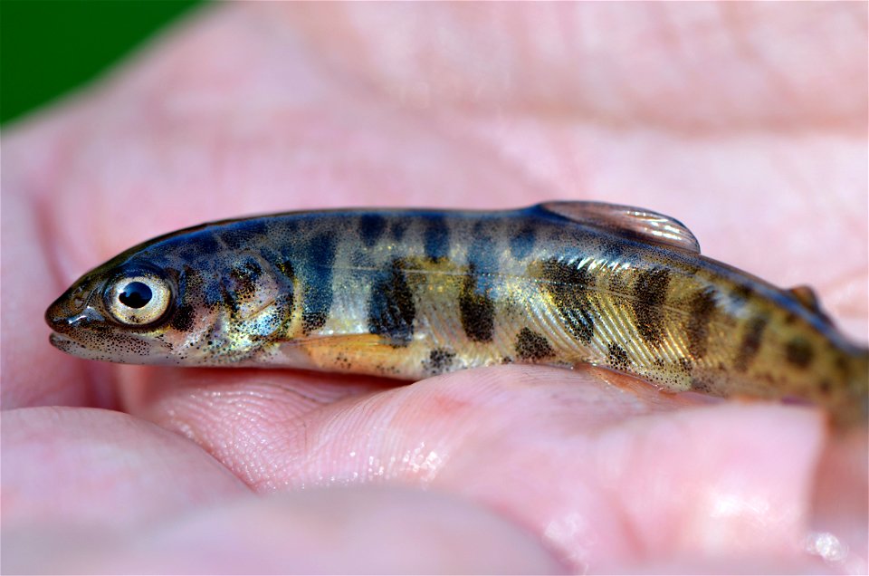 Young Lake Trout photo