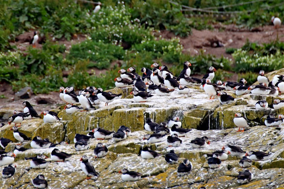 Inner Farne Puffins_02