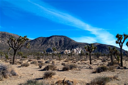 Joshua Tree National Park