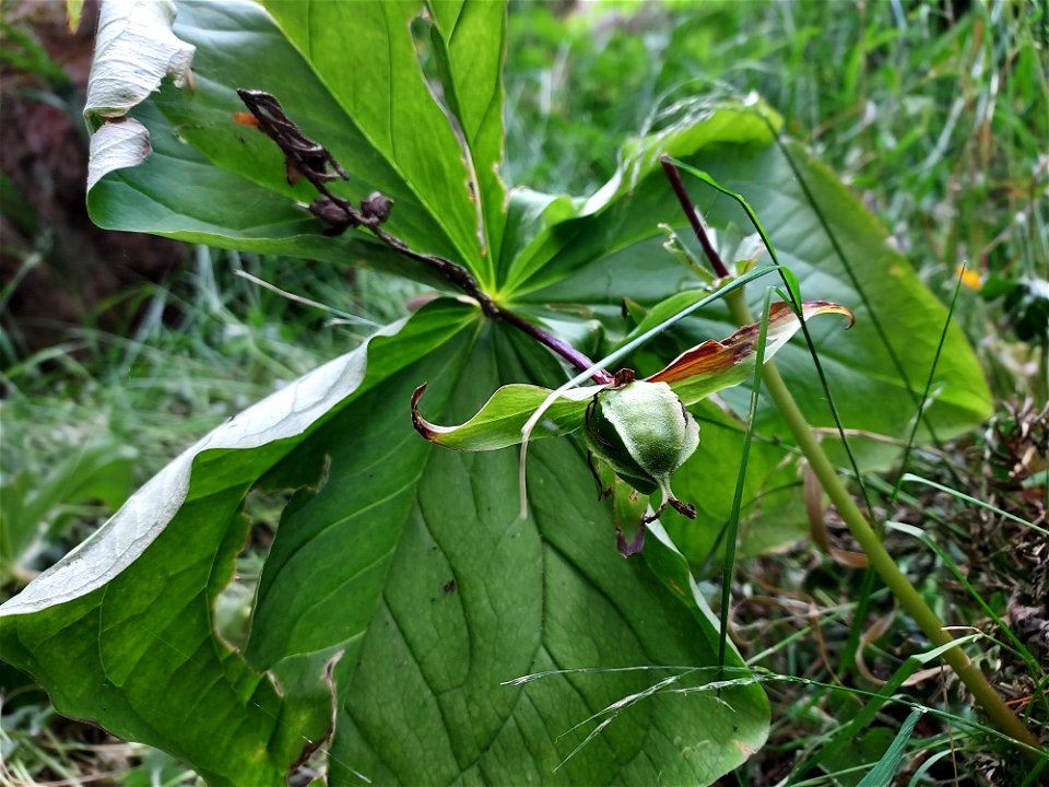 Trillium fruit, Mt. Baker-Snoqualmie National Forest. Photo by Anne Vassar July 21, 2021.