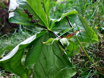 Trillium fruit, Mt. Baker-Snoqualmie National Forest. Photo by Anne Vassar July 21, 2021.