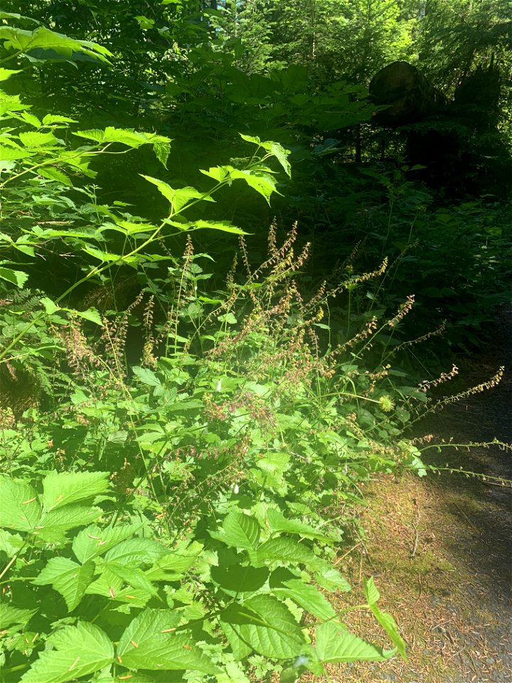 Flowers at Big 4, Mt. Baker-Snoqualmie National Forest. Photo by Sydney Corral June 29, 2021