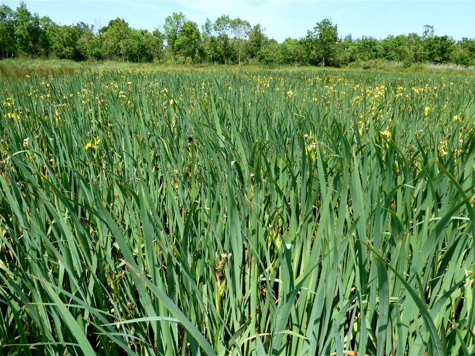 Iris pseudacorus L., 1753