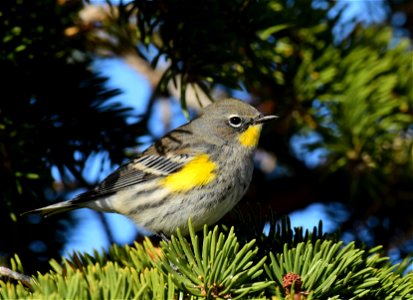 Yellow rumped warbler at Seedskadee National Wildlife Refuge