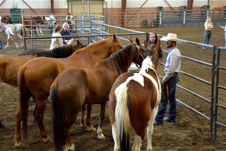 Northern Utah Wild Horse & Burro Festival - 2022 photo